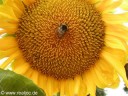 f&uuml;r eine vergr&ouml;sserte Darstellung einmal  aufs Bild klicken